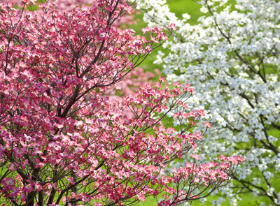 Ornamental Tree Pruning