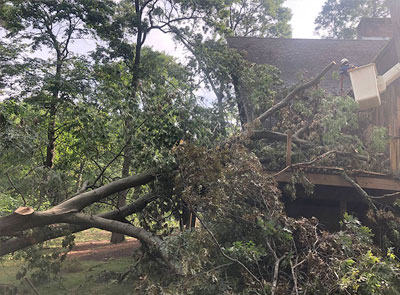 Hazardous/Large Tree Removal