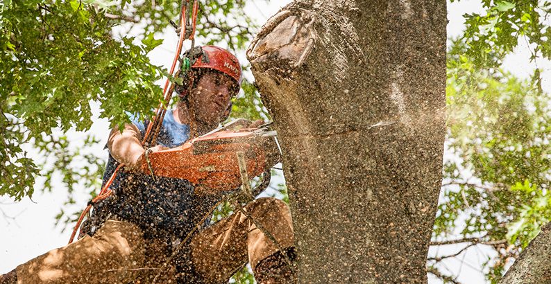 <strong><span style=